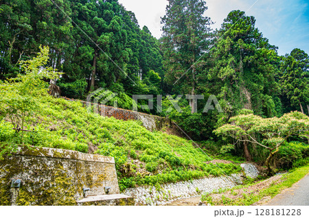 比叡山坂本ケーブル坂本駅付近の山林風景 128181228