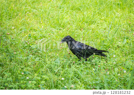 カラス(ハシブトガラス) カラス(ハシブトガラス) 128181232
