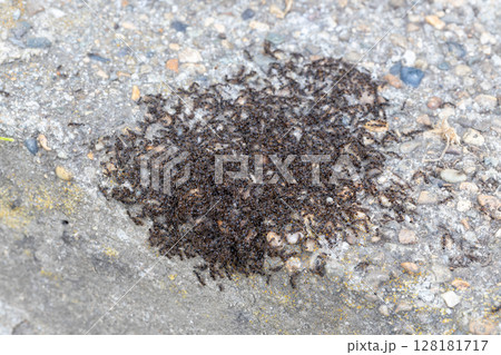 クロナガアリの集団 128181717
