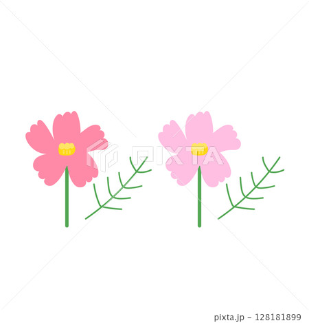 かわいいコスモスの花 128181899