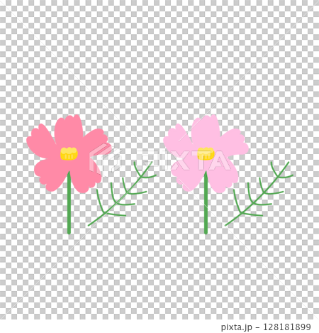 かわいいコスモスの花 128181899
