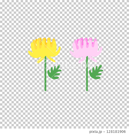 黄色とピンクの菊の花のイラスト 128181906