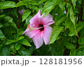 石垣島の花 128181956