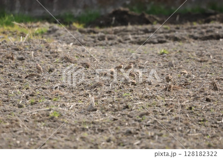 地面の餌を食べているスズメの群れ 128182322