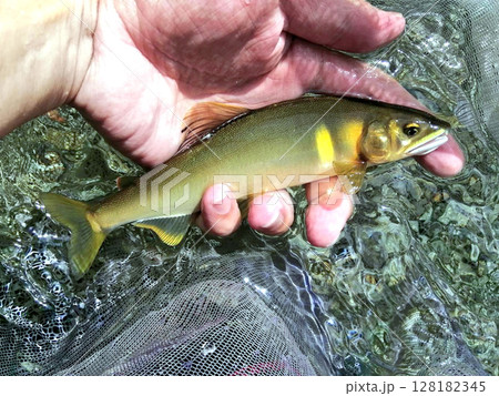 紀伊半島の中央部、天川で育った追星が見事な天然アユ 紀伊半島の中央部、天川で育った追星が見事な天然アユ 128182345