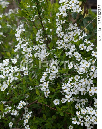 春の庭に咲く白い小さなユキヤナギの花 128182388
