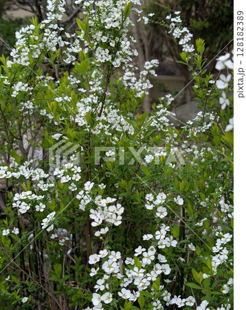 春の庭に咲く白い小さなユキヤナギの花 128182389
