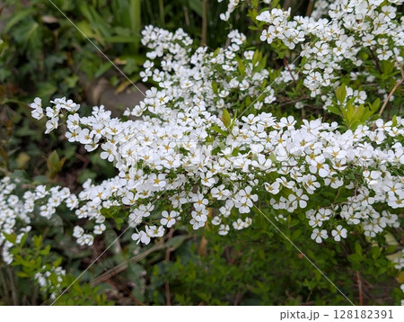 春の庭に咲く白い小さなユキヤナギの花 128182391