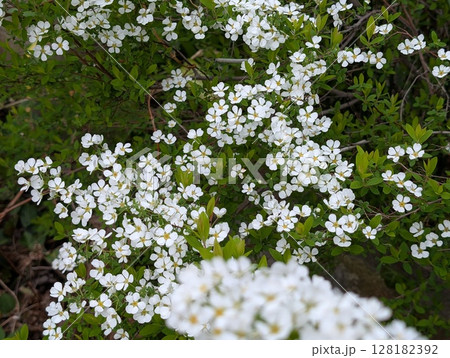 春の庭に咲く白い小さなユキヤナギの花 128182392