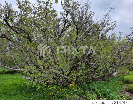 Beautiful botanical shot, natural wallpaper. Cotinus coggygria is in the garden. Beautiful botanical shot, natural wallpaper. Cotinus coggygria is in the garden. 128182470