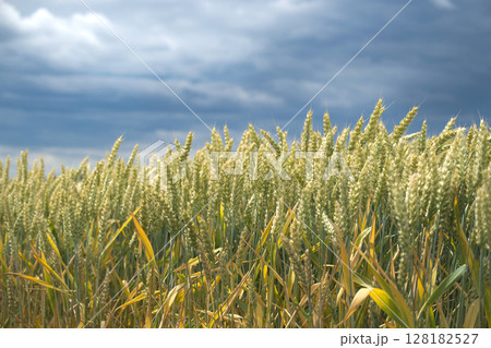 Vibrant wheat field flourishing under a dramatic, cloudy sky on a bright summer day. 128182527