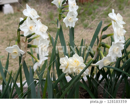 春の庭に咲くフサザキスイセンの白い花 128183359