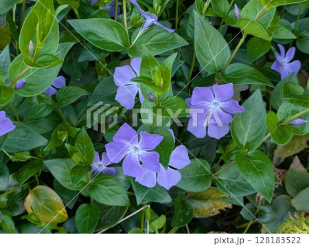 春の庭に咲く紫色のツルニチニチソウの花 128183522