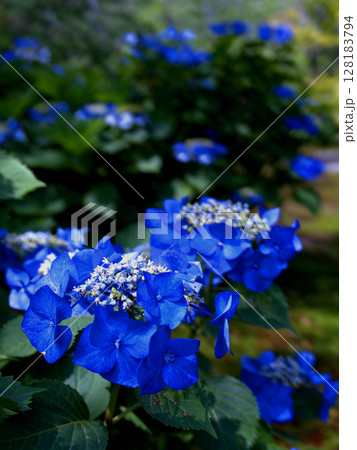 京都府山科・勧修寺の境内に咲く鮮やかなブルーの紫陽花の花 128183794