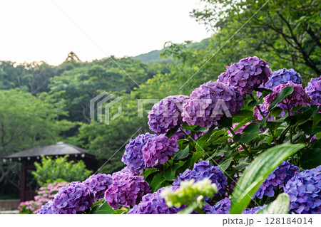 初立池公園の紫陽花 初立池公園の紫陽花 128184014