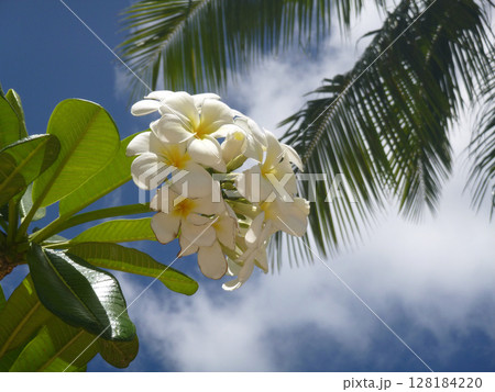 プルメリアと青い空 128184220