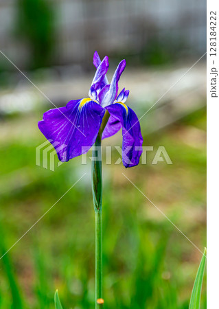 初立池公園の花菖蒲 初立池公園の花菖蒲 128184222