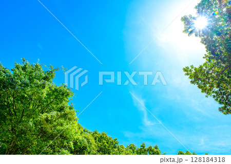 綺麗な青空と新緑の背景素材　見上げ構図　背景イメージ　バックグラウンド 128184318