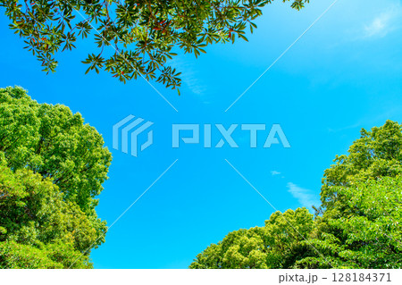 綺麗な青空と新緑の背景素材　フレーム　枠　背景イメージ　バックグラウンド 128184371