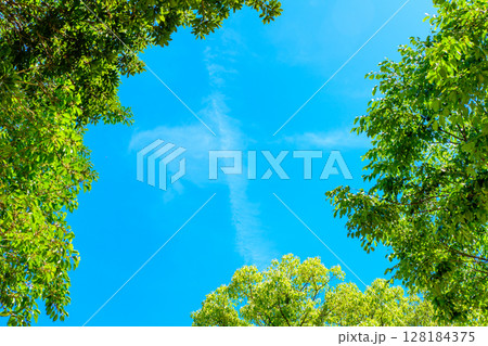 綺麗な青空と新緑の背景素材　フレーム　枠　背景イメージ　バックグラウンド 128184375