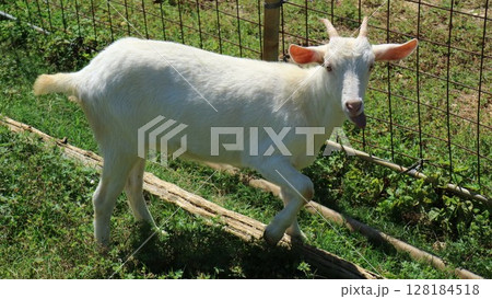 沖縄で飼われているヤギ 沖縄で飼われているヤギ 128184518