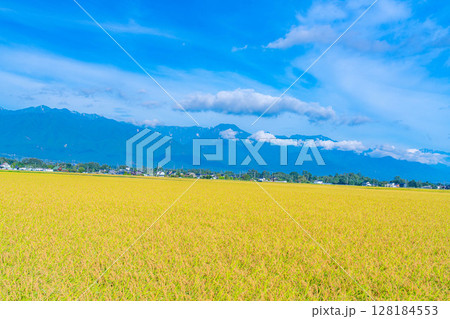 【秋素材】秋風の吹く安曇野市の田園風景・頭を垂れる稲穂と北アルプス【長野県】 【秋素材】秋風の吹く安曇野市の田園風景・頭を垂れる稲穂と北アルプス【長野県】 128184553