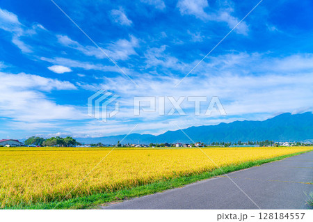 【秋素材】秋風の吹く安曇野市の田園風景・頭を垂れる稲穂と北アルプス【長野県】 128184557