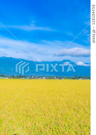 【秋素材】秋風の吹く安曇野市の田園風景・頭を垂れる稲穂と北アルプス【長野県】 128184558