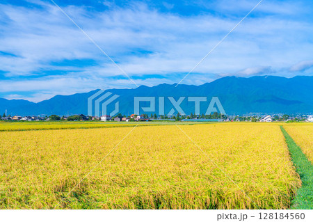 【秋素材】秋風の吹く安曇野市の田園風景・頭を垂れる稲穂と北アルプス【長野県】 128184560