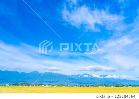 【秋素材】秋風の吹く安曇野市の田園風景・頭を垂れる稲穂と北アルプス【長野県】 128184564