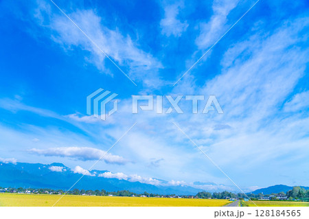 【秋素材】秋風の吹く安曇野市の田園風景・頭を垂れる稲穂と北アルプス【長野県】 128184565