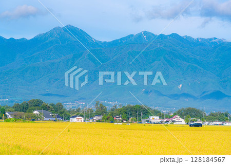 【秋素材】秋風の吹く安曇野市の田園風景・頭を垂れる稲穂と北アルプス【長野県】 【秋素材】秋風の吹く安曇野市の田園風景・頭を垂れる稲穂と北アルプス【長野県】 128184567