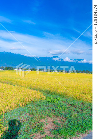 【秋素材】秋風の吹く安曇野市の田園風景・頭を垂れる稲穂と北アルプス【長野県】 128184574
