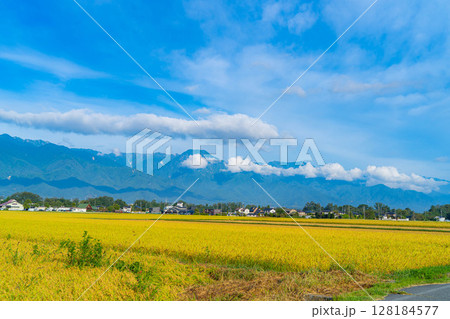 【秋素材】秋風の吹く安曇野市の田園風景・頭を垂れる稲穂と北アルプス【長野県】 【秋素材】秋風の吹く安曇野市の田園風景・頭を垂れる稲穂と北アルプス【長野県】 128184577
