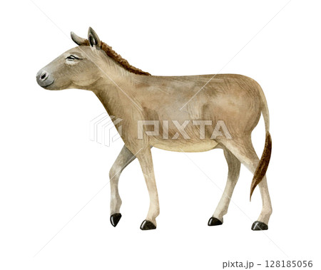 Watercolor walking donkey hand drawn illustration isolated on white. Brown domestic animal from farm in the village. Countryside sketch clip art in realistic style Watercolor walking donkey hand drawn illustration isolated on white. Brown domestic animal from farm in the village. Countryside sketch clip art in realistic style 128185056