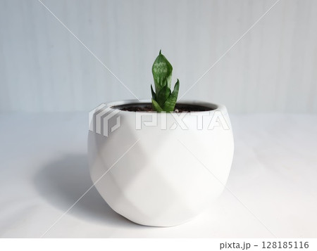 サンセベリア　株分けした子株の鉢植え 128185116