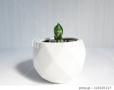 サンセベリア　株分けした子株の鉢植え 128185117