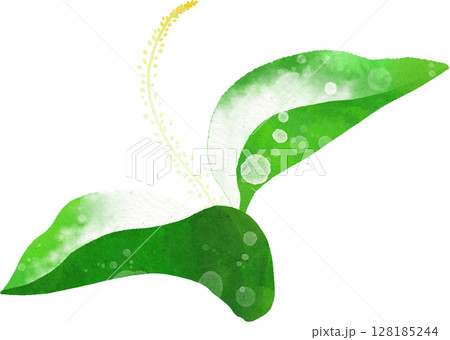 半夏生のイラスト素材 128185244