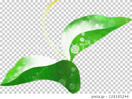 半夏生のイラスト素材 128185244