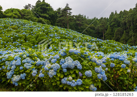 鮮やかに咲き誇る気仙沼市赤坂公衆園 鮮やかに咲き誇る気仙沼市赤坂公衆園 128185263