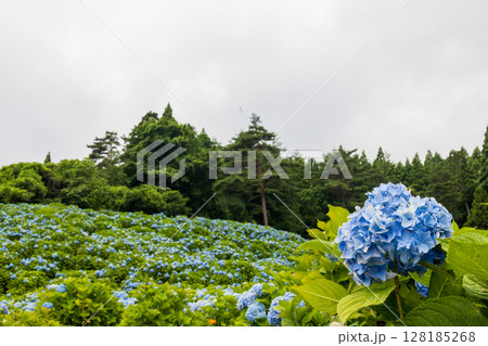 鮮やかに咲き誇る気仙沼市赤坂公衆園 鮮やかに咲き誇る気仙沼市赤坂公衆園 128185268