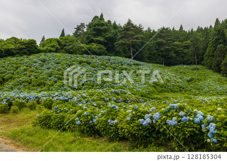 鮮やかに咲き誇る気仙沼市赤坂公衆園 128185304