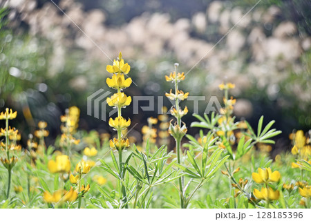 Yellow lupin flowers Yellow lupin flowers 128185396