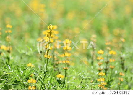 Yellow lupin flowers Yellow lupin flowers 128185397