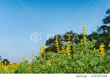 Yellow lupin  flowers 128185398