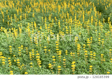 Yellow lupin  flowers 128185399