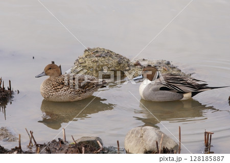 水辺で休む北海道の春に訪れるオナガガモのつがい 128185887