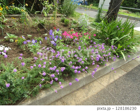 バーベナの紫色の花と青と桃のペチニアの花 バーベナの紫色の花と青と桃のペチニアの花 128186230
