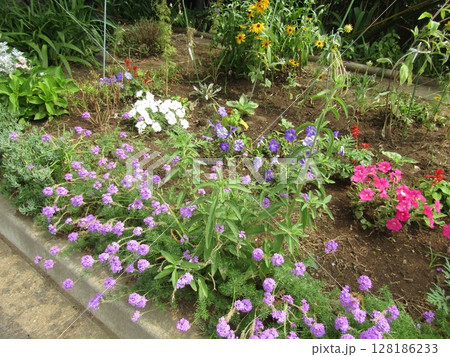 紫色のバーベナの花と白色と青色と桃色のペチニアの花 紫色のバーベナの花と白色と青色と桃色のペチニアの花 128186233
