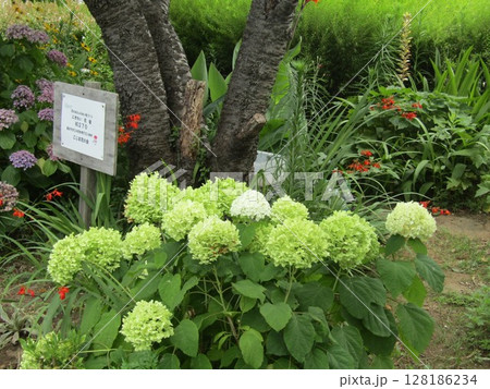 色の変化が楽しめるアナベル紫陽花 128186234